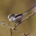 long-tailed tit