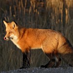 RENARD ROUX (RED FOX) (VULPES VULPES).PRIS AU YUKON,CANADA